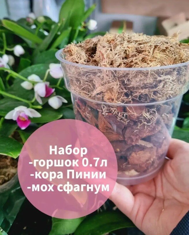 фото Набор кора Пинии, мох, горшок 0,7л/ Субстракт для орхидей с горшком 0,7л/ Фаленопсис