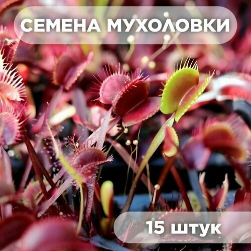 Семена Венериной Мухоловки Красный дракон от 15шт