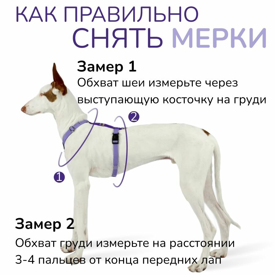 Шлейка прогулочная анатомическая для мелких пород собак и кошек, CORADOG Quick click, размер XXS, цвет сиреневый, фиолетовый