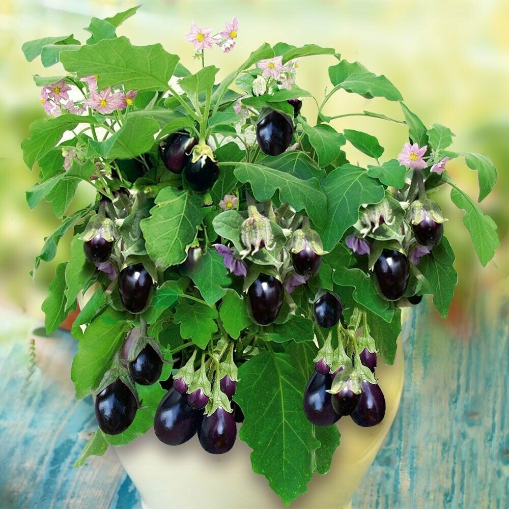 грунт универсальный волшебная грядка 10л питательный /бхз/ Буйский Химический Завод - фото №16