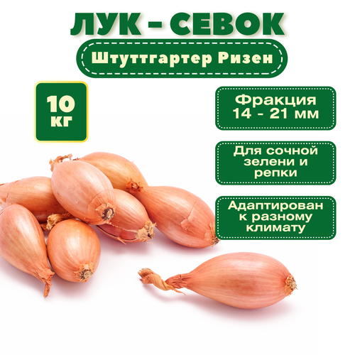 Лук севок 