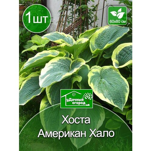 Хоста Американ Хало (гибридная) 1 шт семена поиск люкс хоста спринг морнинг гибридная 1 шт