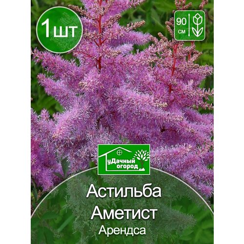 Астильба Аметист 1 шт.