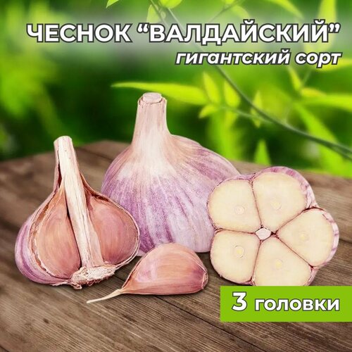 Гигантский чеснок 