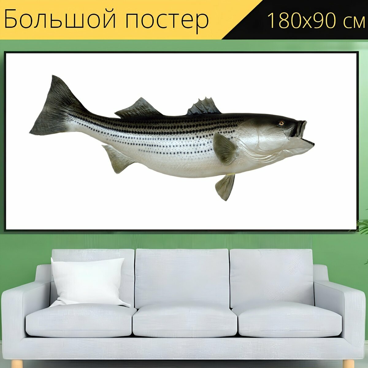 Большой постер "Полосатый окунь, рыбы, установленный" 180 x 90 см. для интерьера