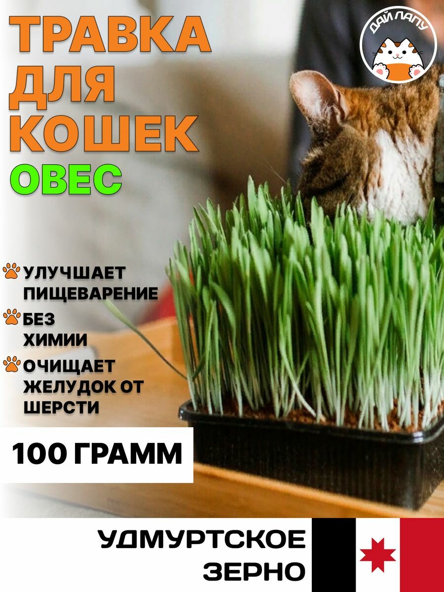 Трава для кошек. Семена овёс 100гр Без контейнера!