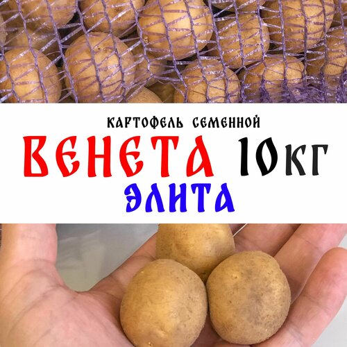 Элита, семенной картофель сорта Венета 10кг, клубни семенной картофель маяк 2кг элита