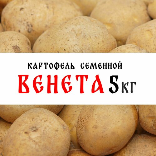 Семенной картофель сорта Венета 5кг, клубни, 1я репродукция