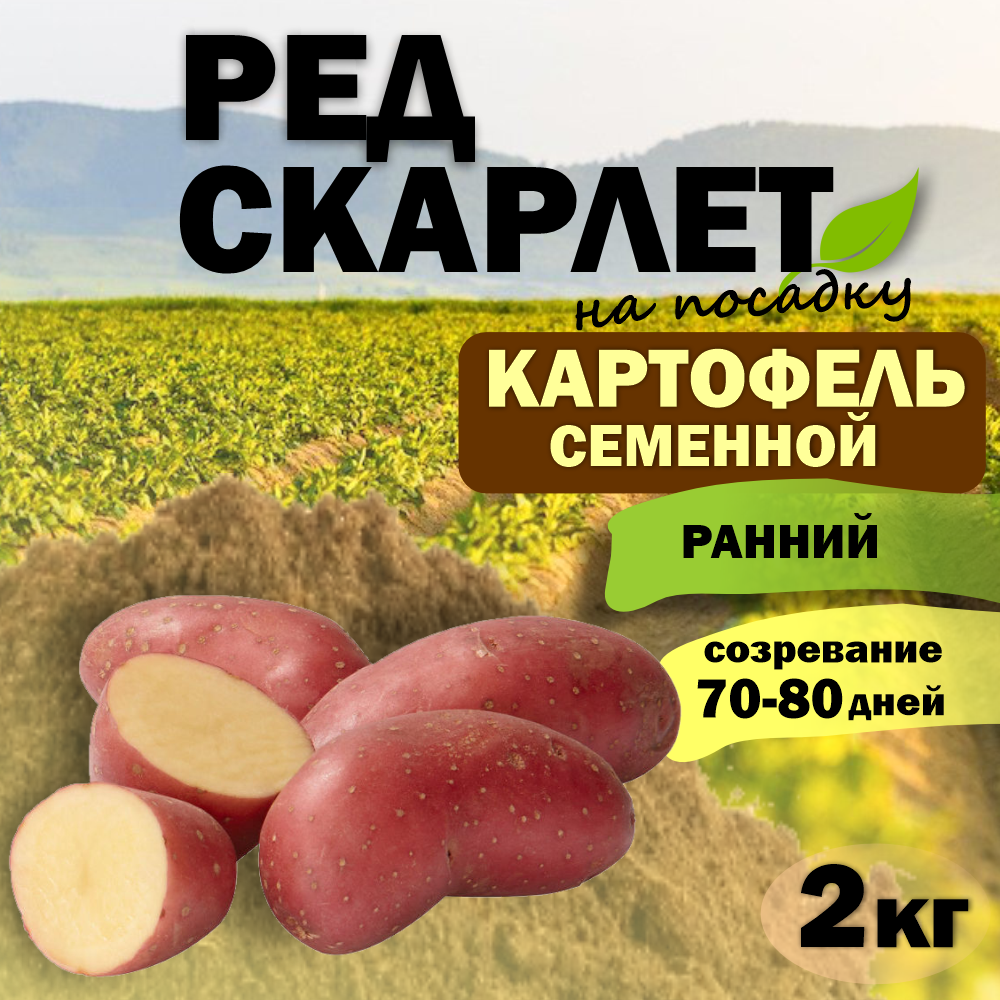 Картофель семенной ранний Ред Скарлет (клубни на посадку Элита) 10 кг