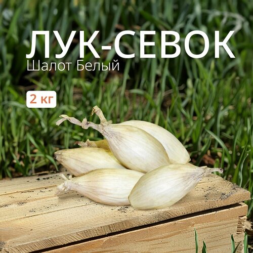 Лук севок Шалот белый 2 кг