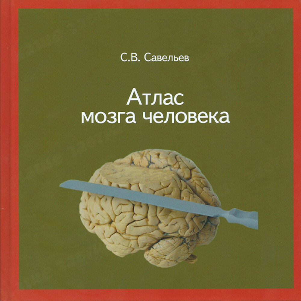 Атлас мозга человека. Савельев С. В.