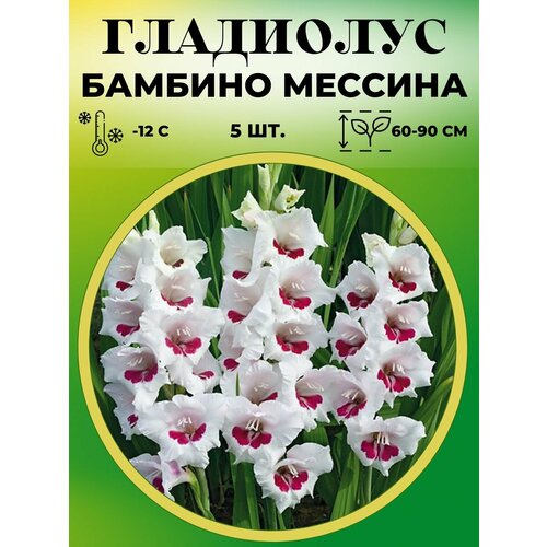 Гладиолус Бамбино сан Сиро 5 штук