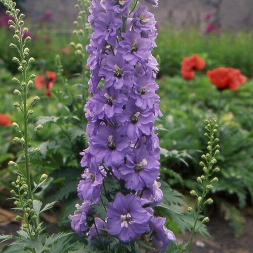 Дельфиниум Камельярд