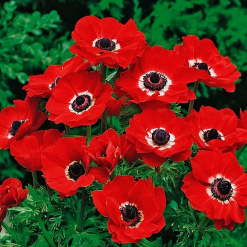 Ветреница ( Анемон ) Голландия 10 шт