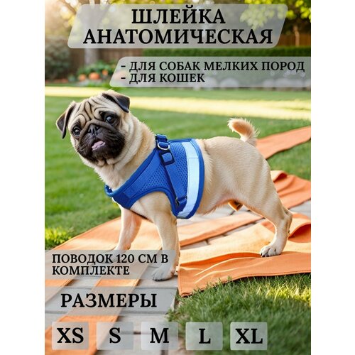 Шлейка для собак мелких пород и кошек с поводком Mirestra, синяя, размер XL