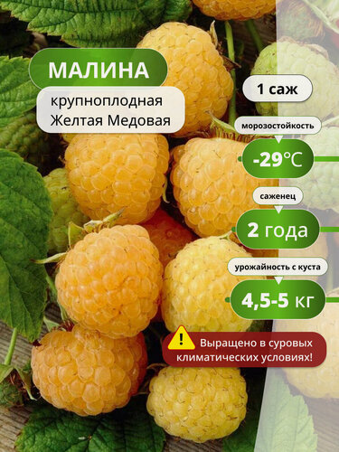 Изображение товара Малина крупноплодная Желтая Медовая / саженец малины, морозостойкий, высокоурожайный сорт