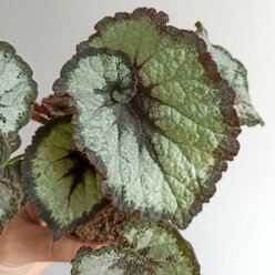 Бегония Рекс Эскаргот (Begonia Rex Escargot) D6см