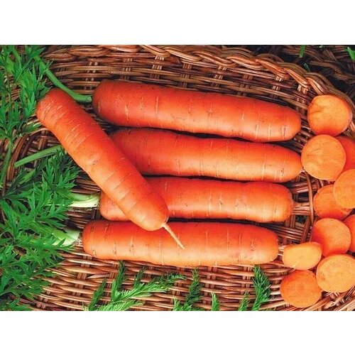 Коллекционные семена моркови Длинная тупая без сердцевины морковь длинная тупая без сердцевины семена