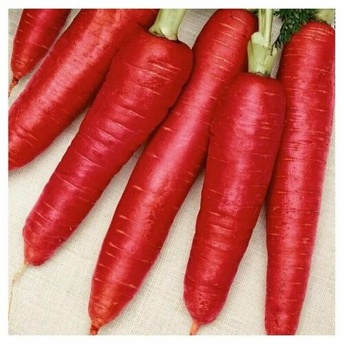 Коллекционные семена моркови Красная Королева