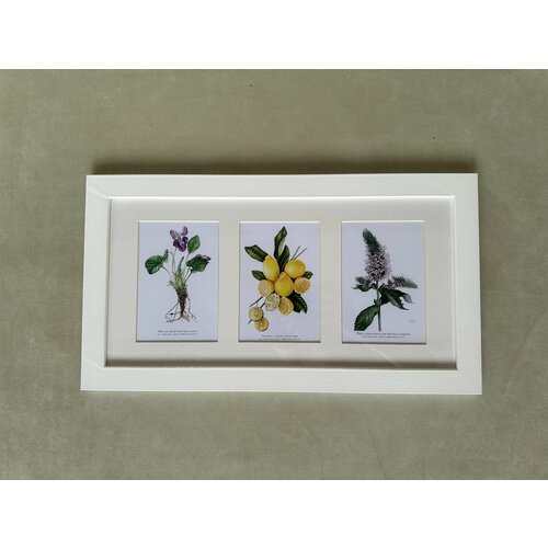 Картина с авторскими открытками ботанического художника в рамке Фиалка Лимоны Мята 4726 см 2330₽