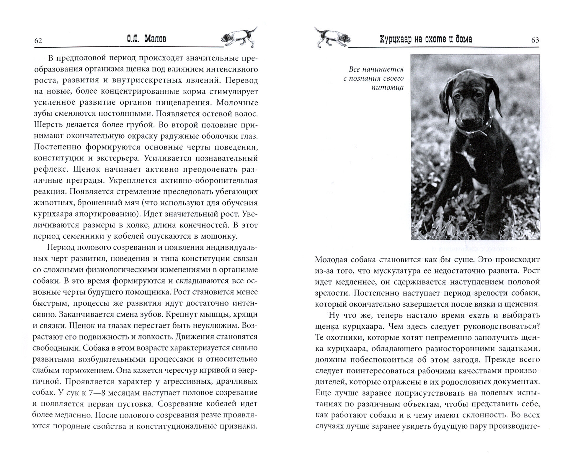 Курцхаар на охоте и дома (Малов Олег Львович) - фото №3