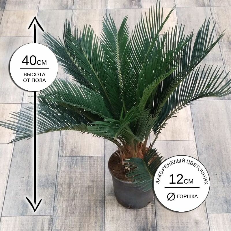 Цикас Революта 12*40 живое комнатное растение в горшке Закоренелый Цветочник