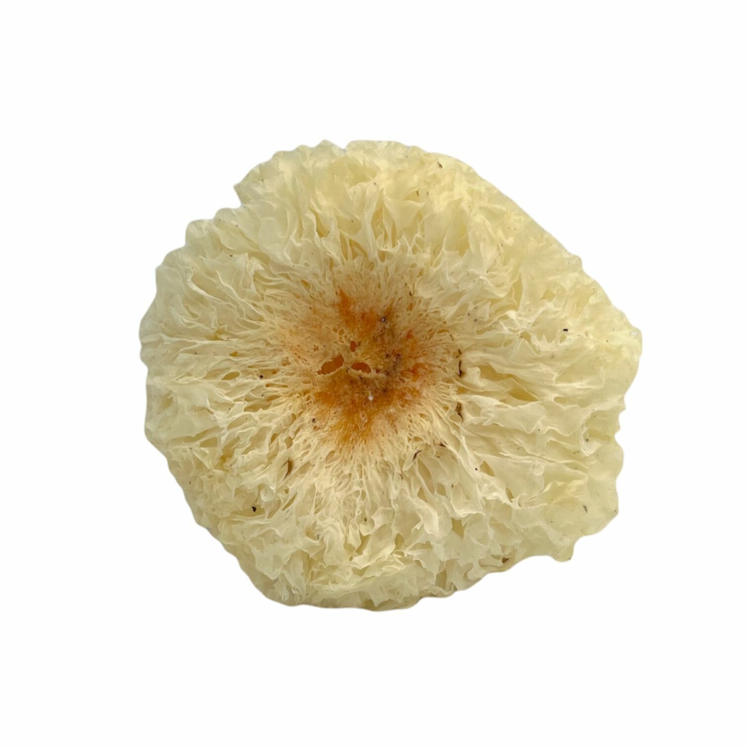 Ледяной гриб Белый коралловый сушеный гриб 100 гр в упаковке