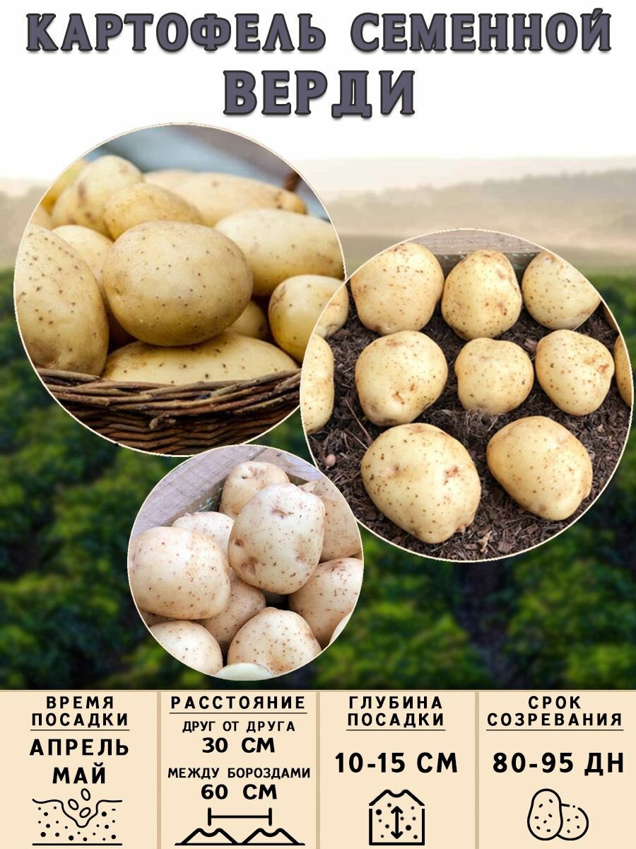 Клубни картофеля на посадку Верди (суперэлита) 5 кг Средний - фотография № 3