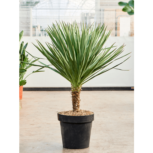 Сбор 2024, Юкка комнатная Глориоза (Yucca Gloriosa), семена 5 шт + подарок