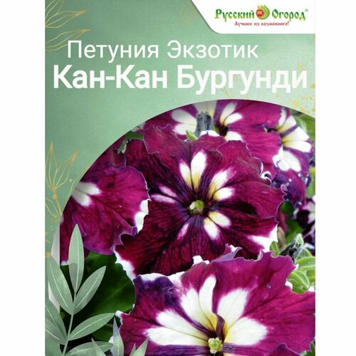 Петуния Экзотик F1 Кан-Кан Бургунди