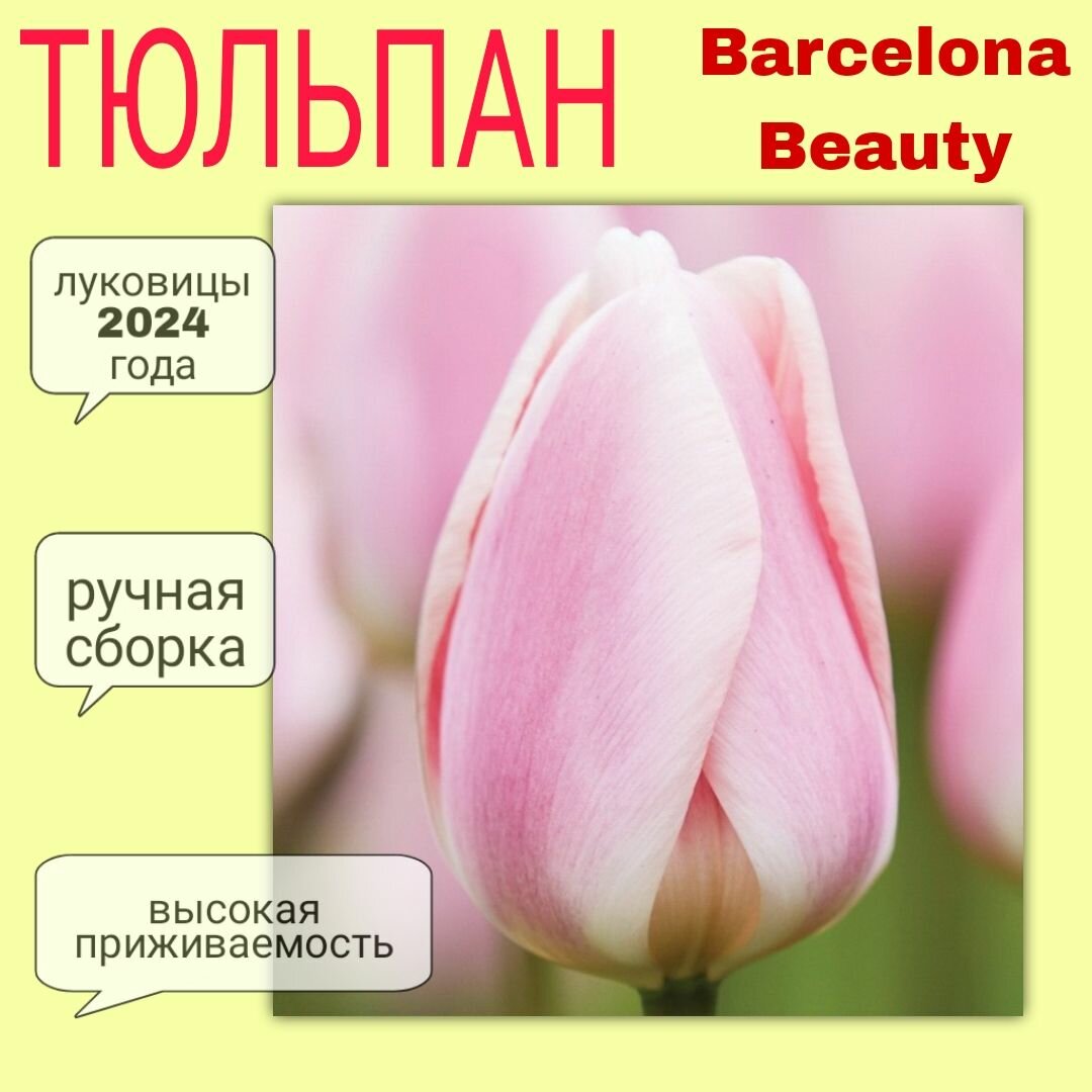 Луковицы тюльпана, сорт "Barcelona Beauty", 3 шт