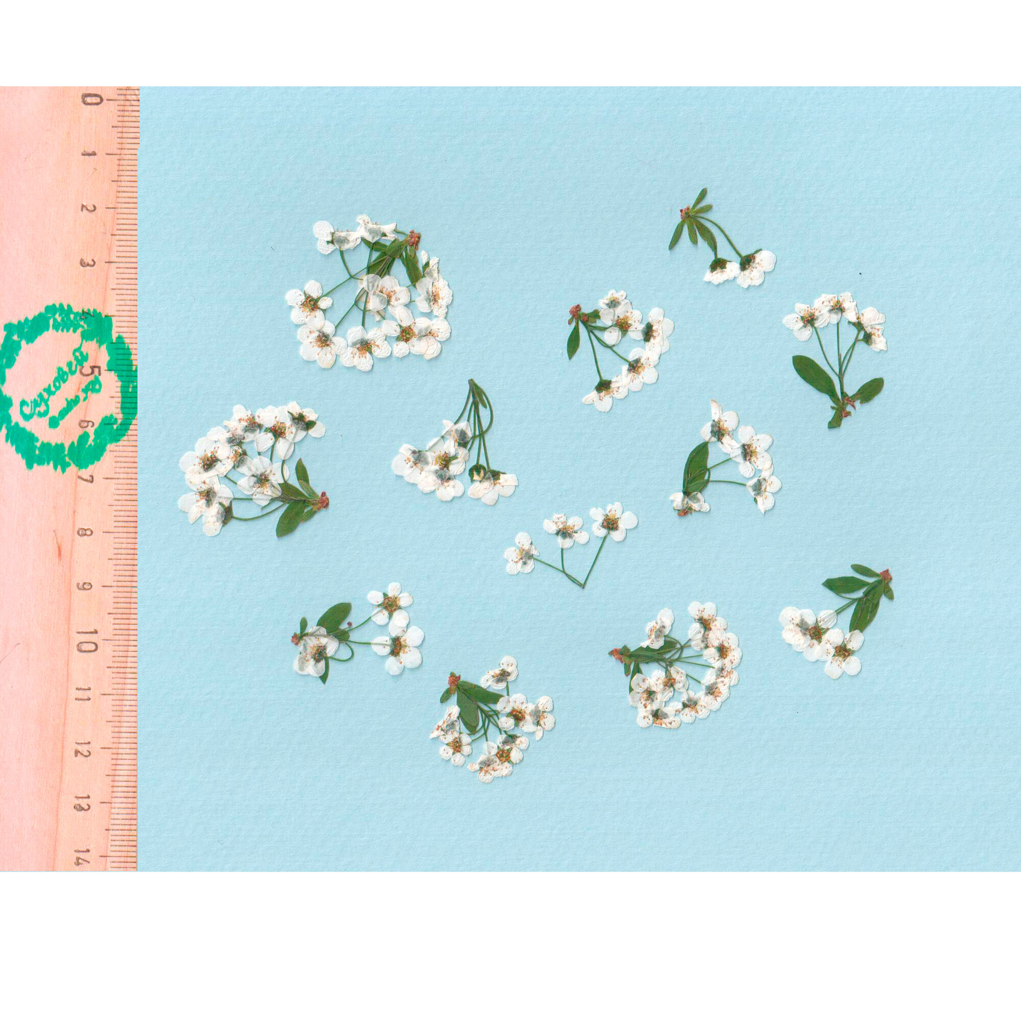 Плоские сухоцветы - Спирея белая для заливки смолой и рукоделия 12 шт