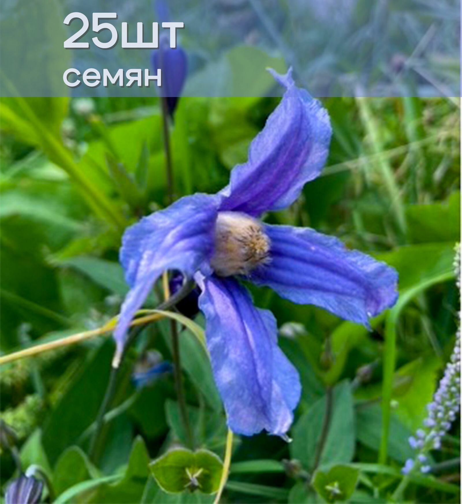 Семена ломоноса (клематиса) цельнолистного 25шт/уп
