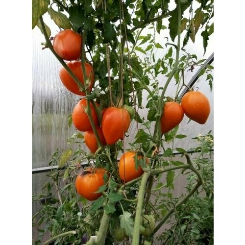 Коллекционные семена томата Оранжевое сердце