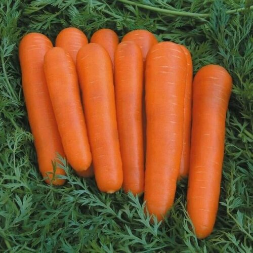 Коллекционные семена моркови Детская сладость семена гавриш моркови детской сладость