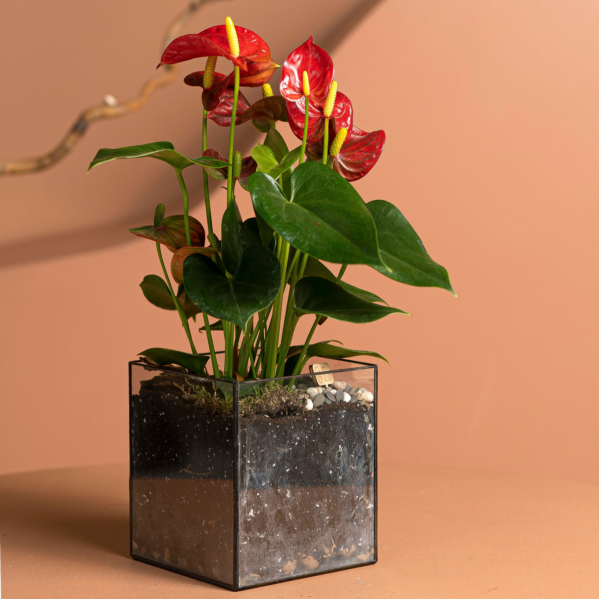 Растение антуриум цветы в кашпо Кубик