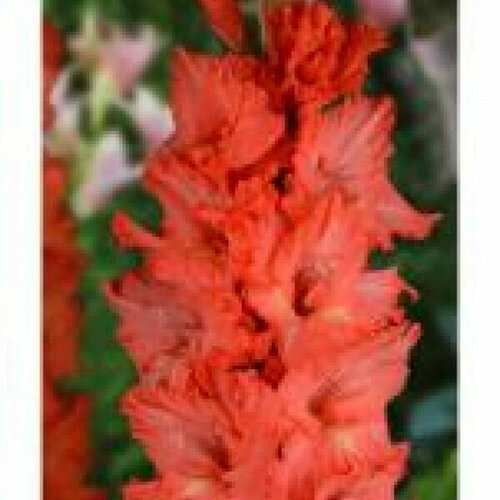 Луковица Гладиолус крупноцветковый Богатырский конь красный