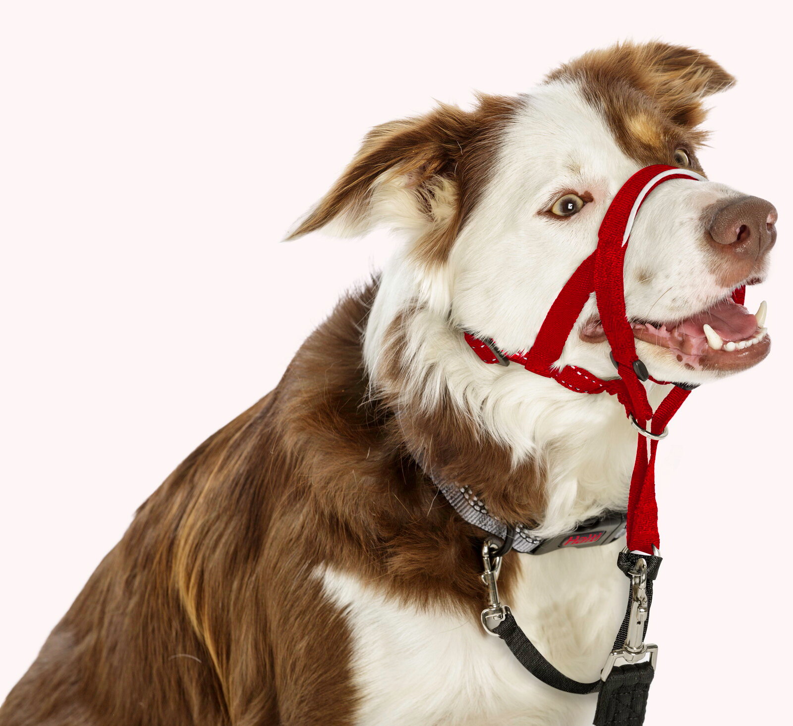 COA Недоуздок для собак "HALTI Headcollar", красный, 46-62см (Великобритания) Company of Animals - фото №7