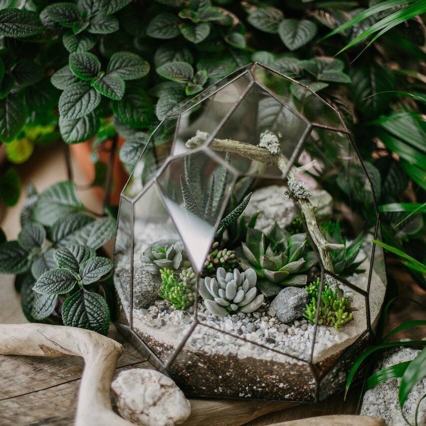 Флорариум северinside с теневыносливыми суккулентами  Таинственный лес 