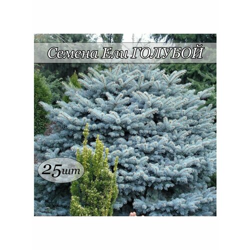 Семена голубой ели, сорт 