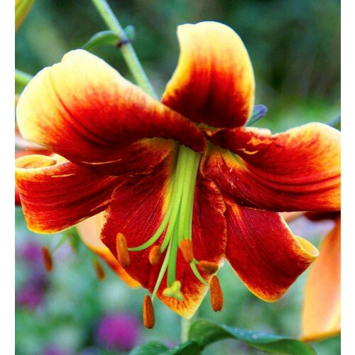 Луковица Лилии Фраулин Корнелия (Fraulein Cornelia) 14/16 1шт.