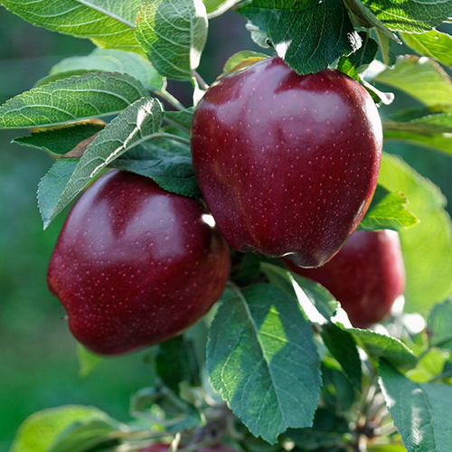 Яблоня Ред Чиф барбарис ред чиф 1 шт