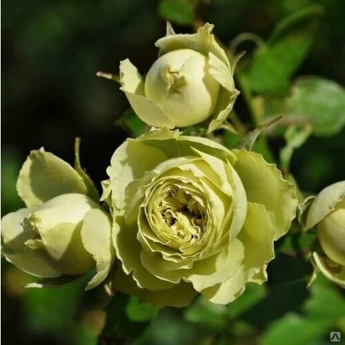 Роза спрей Грин Даймонд 999₽