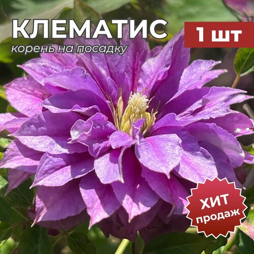Клематис саженцы, корень/корневище клематиса на посадку 