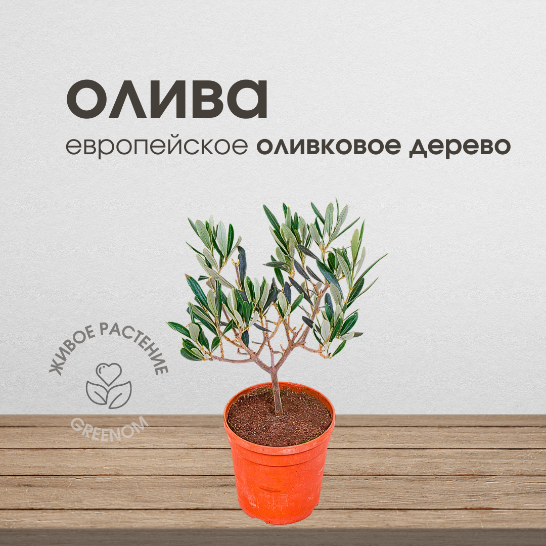 фото Оливковое дерево, живое комнатное растение Олива европейская, диаметр кашпо 15 см