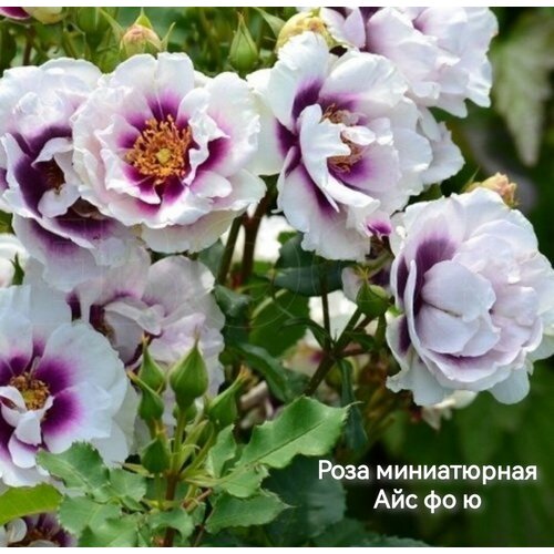 Саженец розы флорибунды Айс фо ю роза блю фо ю на штамбе 90см
