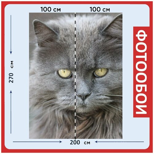 Фотообои Кот серый домашняя кошка 200x270 см флизелиновыена стену 2940₽