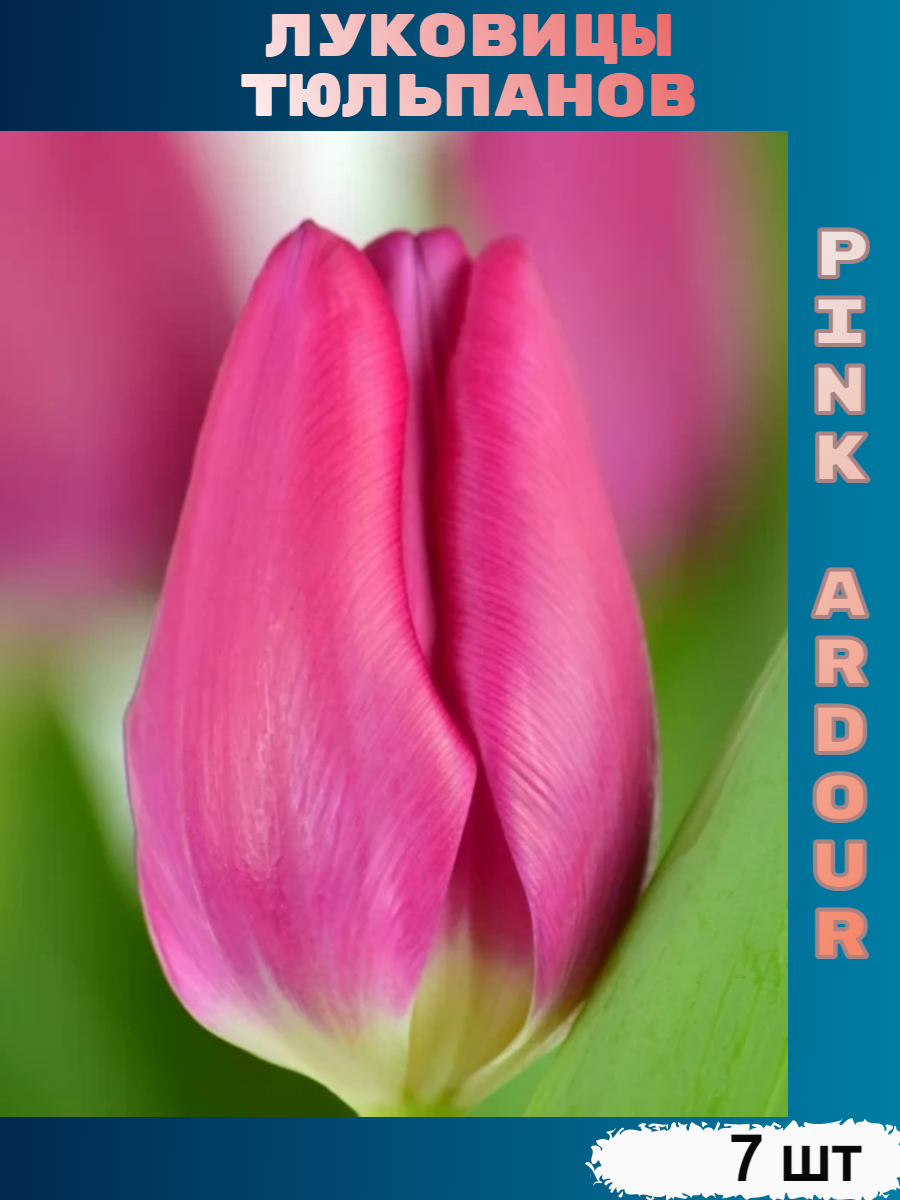 Луковицы тюльпана Pink Ardour (7 шт)