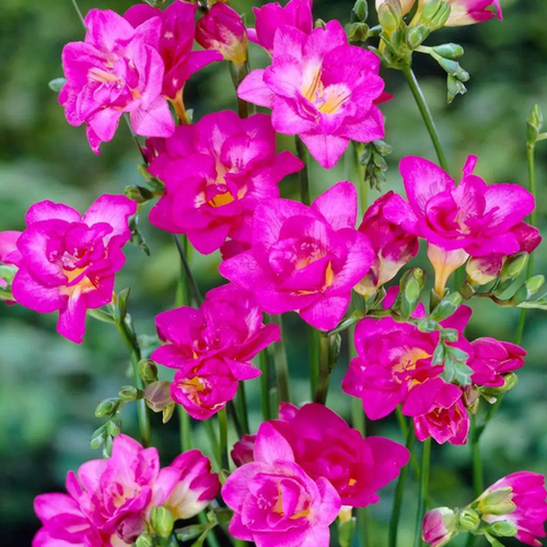 Луковицы Фрезия Розовая 10 шт 429₽