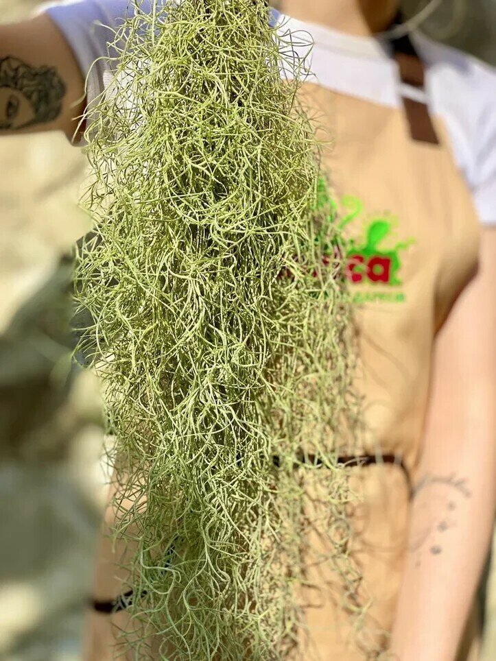 Тилландсия Уснеевидная (лат. Tillandsia usneoide)